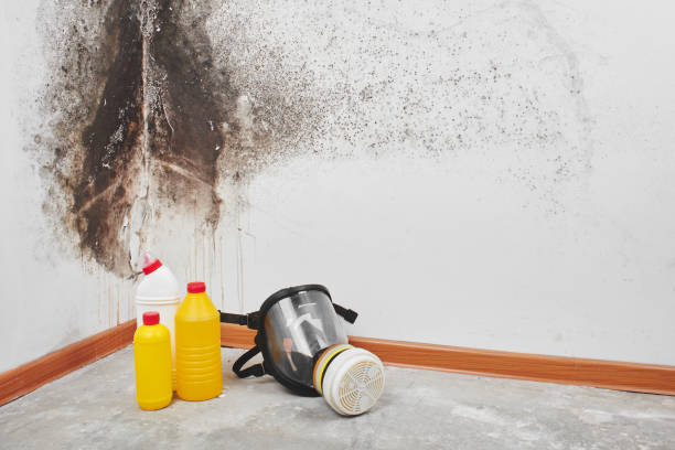 Best Water Damage Restoration  in Catahou, LA