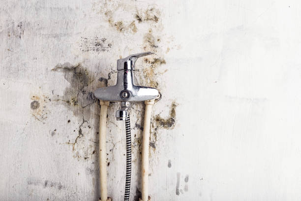 Best Mold Cleaning Services  in Catahou, LA