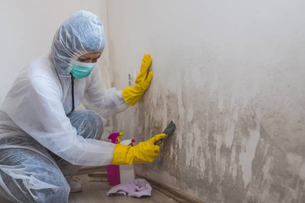 Best Certified Mold Removal  in Catahou, LA
