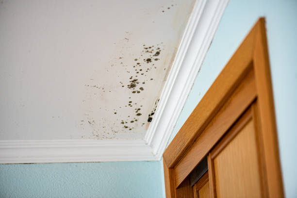 Mold Testing and Removal in Catahoula, LA