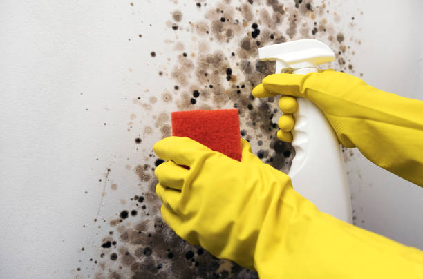Best Local Mold Removal Service  in Catahou, LA
