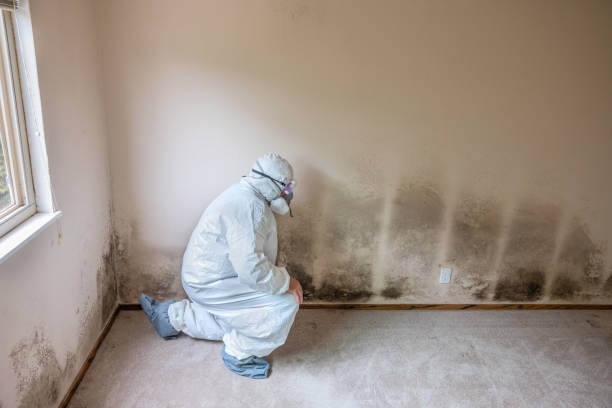 Certified Mold Removal in Catahoula, LA
