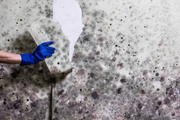 Best Black Mold Removal  in Catahou, LA