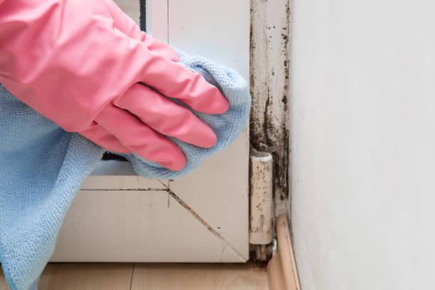 Best Attic Mold Removal  in Catahou, LA